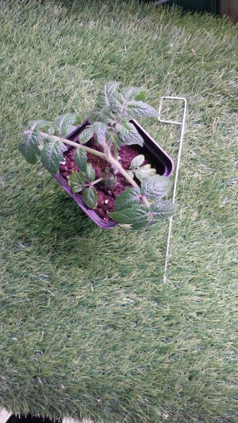 Садовый колышек Флажок для маркировки растений 22 см диаметр 2 мм металлический 30 шт Благодатное земледелие